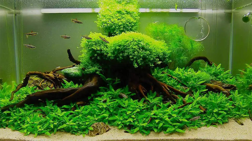 Phương pháp trồng cây thủy sinh trong bể cá hiệu quả nhất